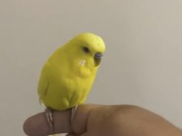 Konuşan Ele Kola Gelen Muhabbet Kuşu