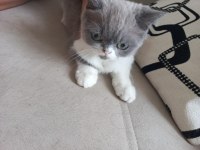 3.5 Aylık Erkek Anne İran Baba exotic shorthair çok uygun