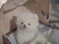 Safkan A kalite teacup erkek pomeranian yavrum
