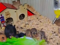 Yavru hamster