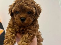 TOY POODLE YAVRULARI