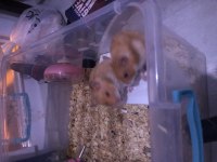 YAVRU HAMSTER