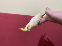 Bebek Lutino Sultan Papağanı