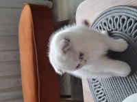 Beyaz sevimli scottish fold erkek yavru