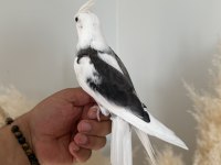 SULTAN PAPAĞANI EVCİL