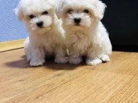 KORE MALTESE