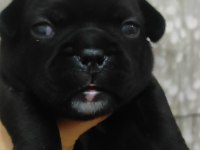 French bulldog