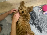 Muhteşem tüy yapısı ile çipli toy poodle