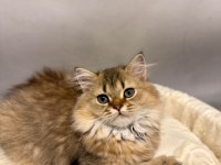 British golden longhair