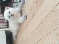 British shorthair ve Scottish fold