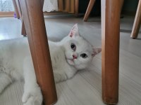 3 buçuk aylık british shorthair