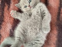 BEKLENEN İLAN AÇILDI A+ SAF KAN TEDDY SURAT BRİTİSH YAVRULAR