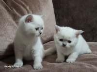 British Shorthair Kediler