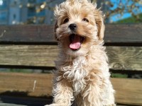 KORE KAN MALTİPOO YAVRULARI