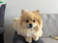 Pomeranian 3 yaşında