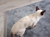 Dişi siyam kedisi powerblue eyes