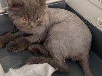 British longhair hera hanım
