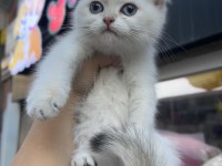 British Shorthair Golden Point Erkek