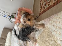 5 aylık anne baba scrli yorkshire terrier yavrularımız