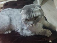 Sahibinden silver black scottish fold