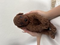 Teacup dark brown poodle