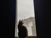 12 aylık kısır erkek çok uysal kedimi sahiplendiriyorum