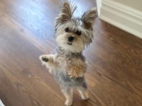 Çok Sosyal Birbirinden Sevecen Yorkshire Terrier Yavrular