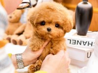 Antıalerjık Toy Poodle Bebeklerım
