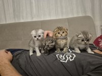 Bebiş scottish fold kediler