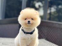 Yavru Pomeranian Boolarımız