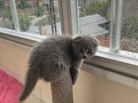 3 aylık dişi scottish fold