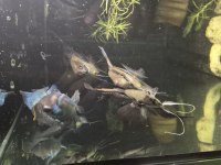 Acara blue