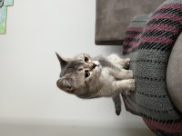 British shorthair kedisi