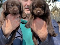Labrador yavrularımız ruhsatlı çiftliğimizden