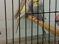 Rainbow Muhabbet Kuşu Yavrular