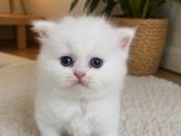 Persian kediler