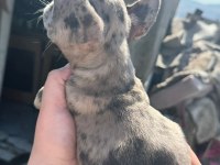 French bulldog bebekler