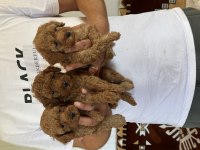 A kalite orjinal sağlıklı poodle