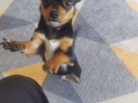 Yavru şivava chihuahua