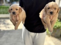Golden Retriever Babyface Yavrular Sakarya