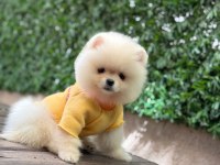 3 Aylık Erkek Pomeranian Ruby