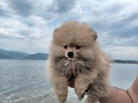 Pomeranian Boo Yavruları