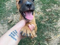 BOXER YAVRULARIMIZ