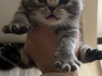 3 ADET KEDİMİZİ SÜTTEN KESİLDİĞİ ANDA VERECEĞİM