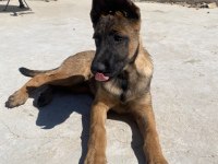 4.5 aylık belçika kurdu malinois ücretli sahiplendirme