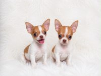 WC eğitimli mini boy chihuahua