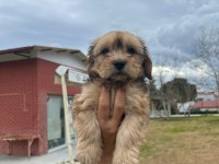 Terrier yavrusu