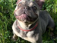 Lilac tan guad erkek french bulldog