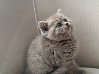 British Shorthair Fawn
