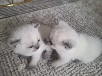 Yavru british shorthair